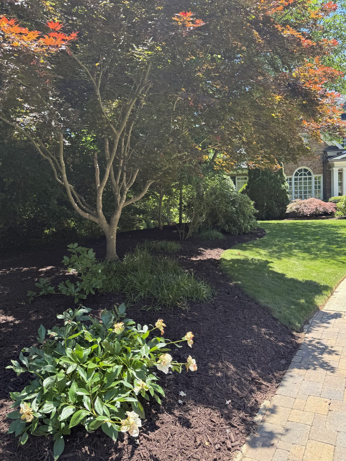 Japanese maple and mulch bed at a Georgia estate