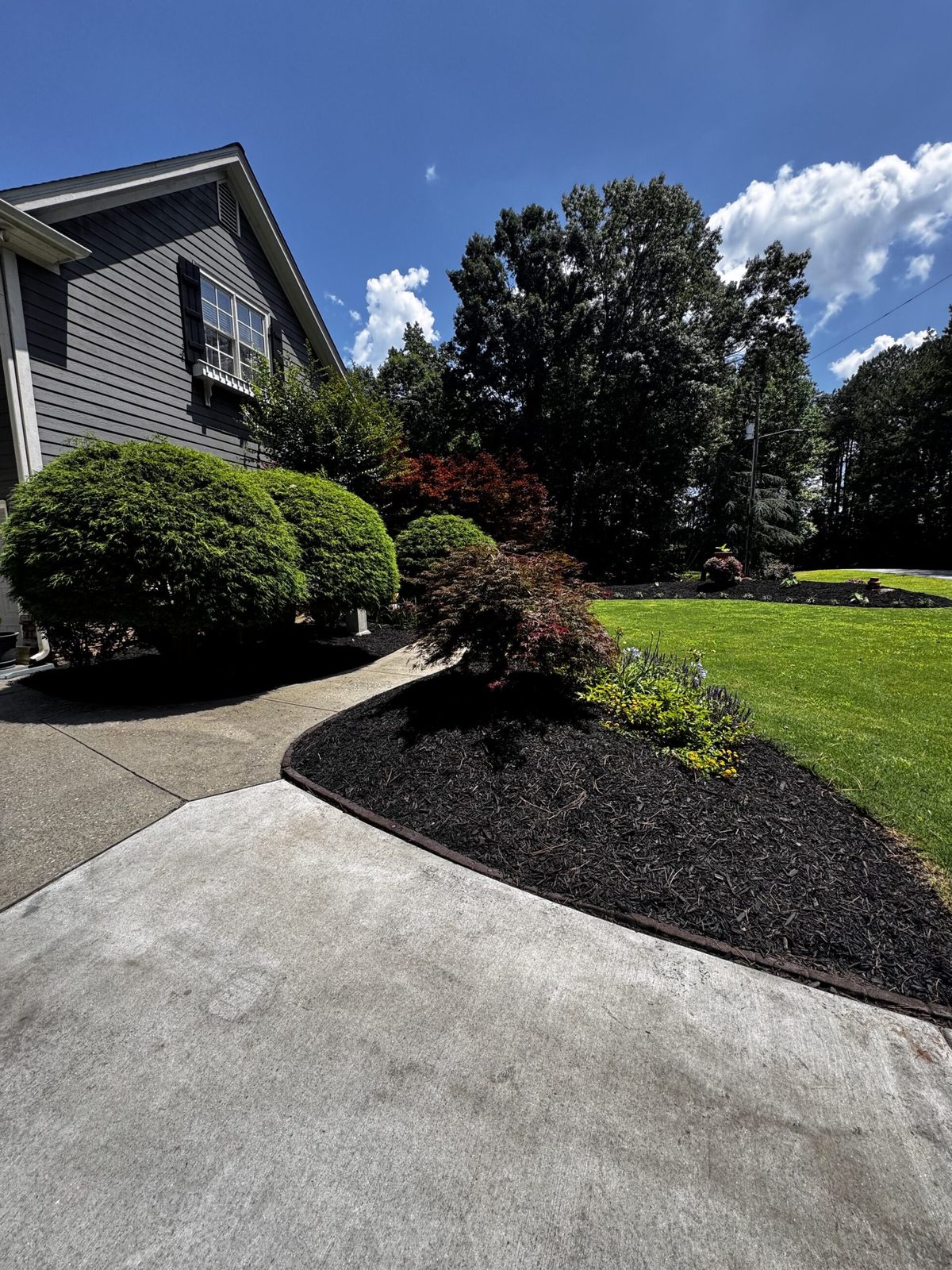 Landscape design with Japanese maples and mulch