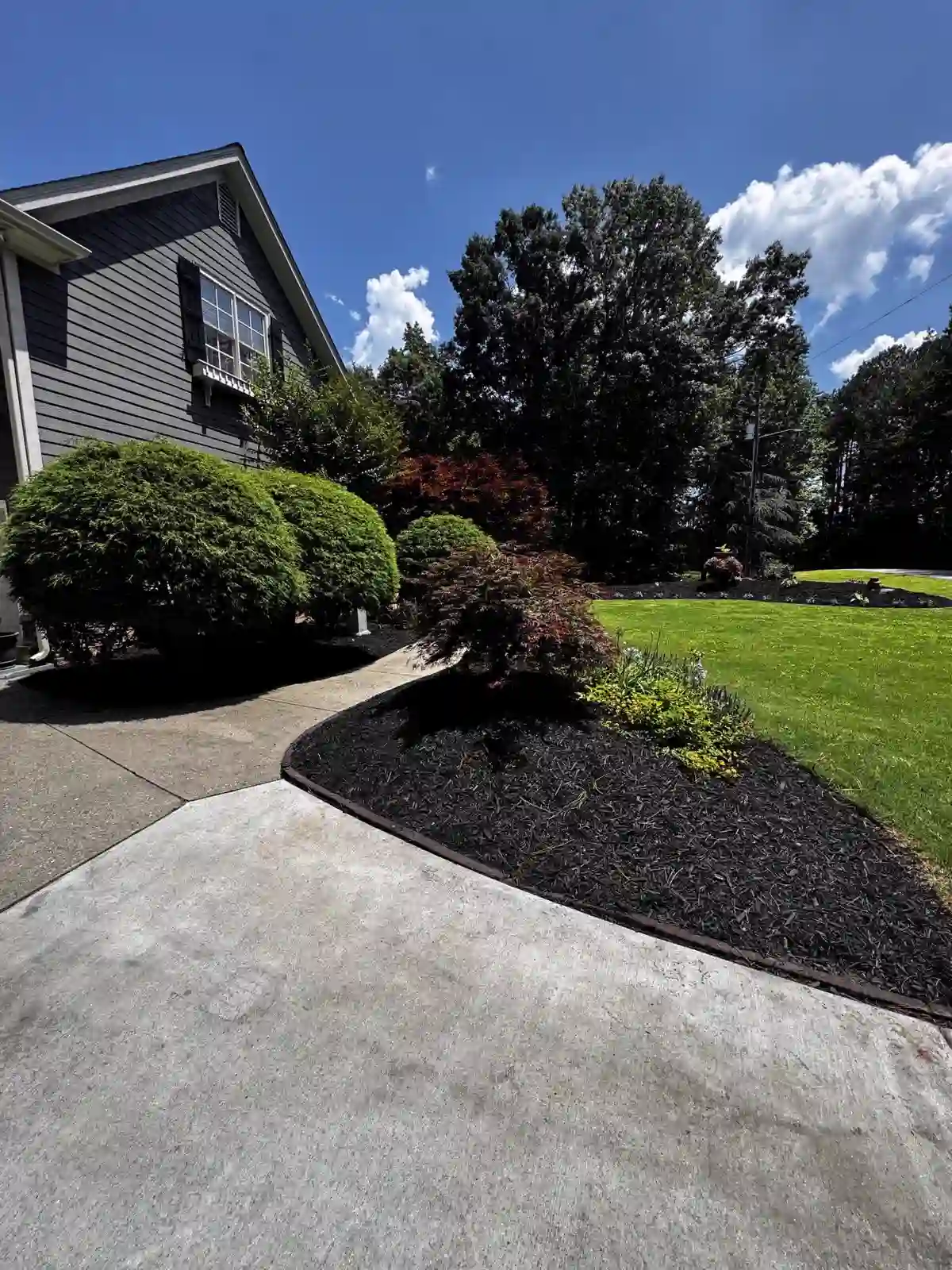Residential landscape design with Japanese maples and curved mulch bed in Canton, GA