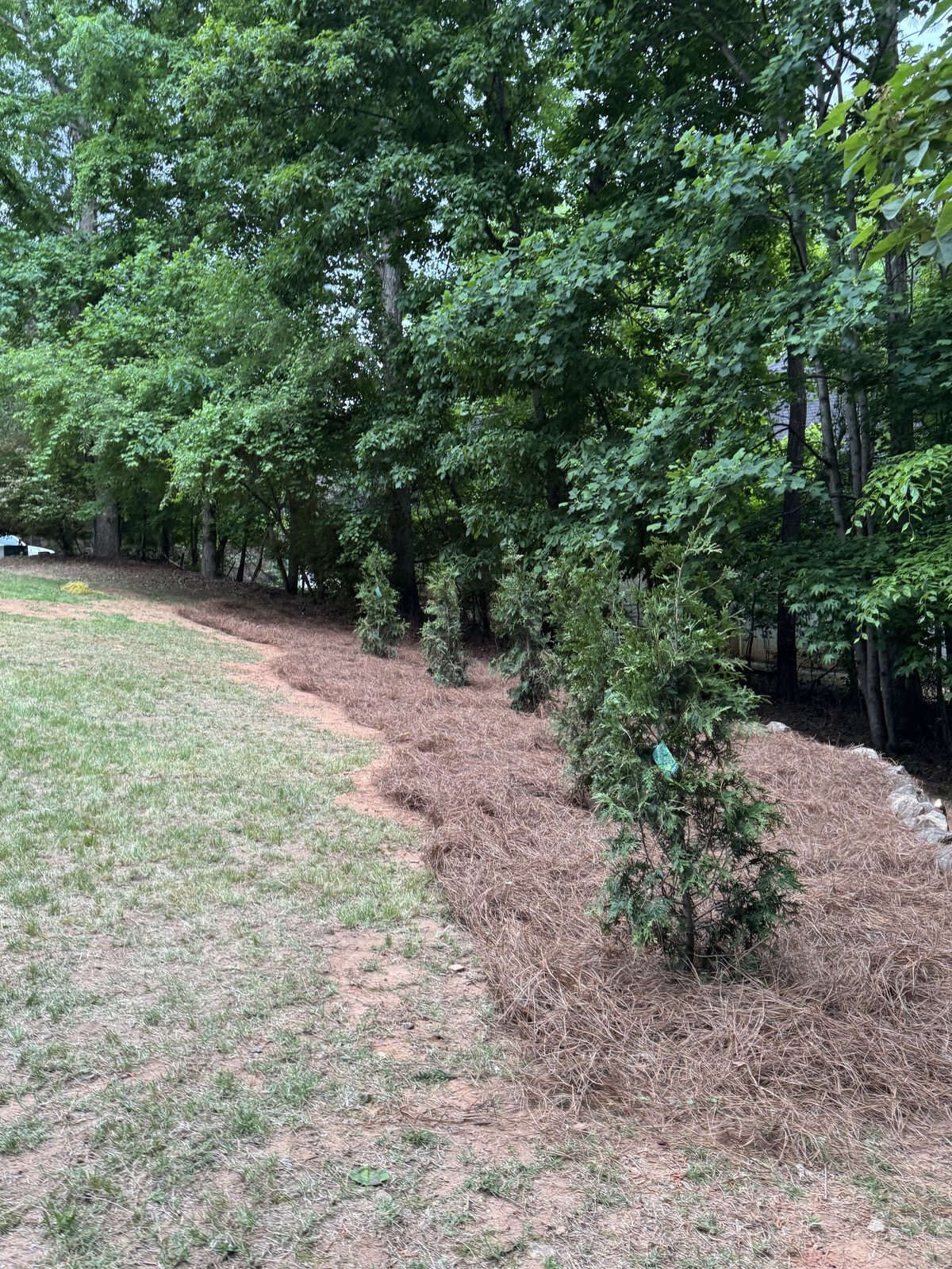 Pine straw and arborvitae install in Georgia
