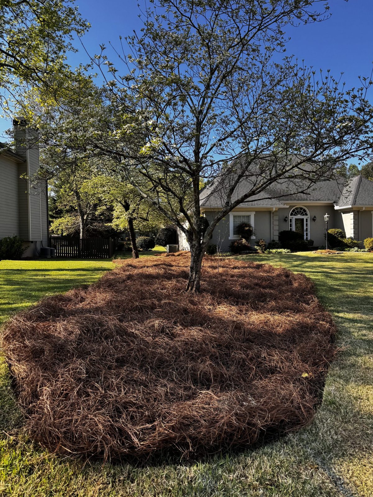 Pine straw installation under dogwood in Georgia
